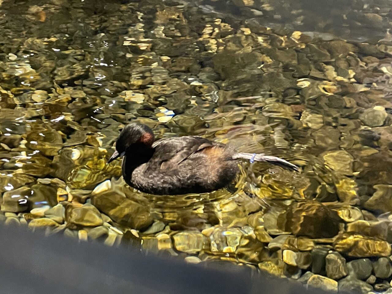 千歳水族館のとり