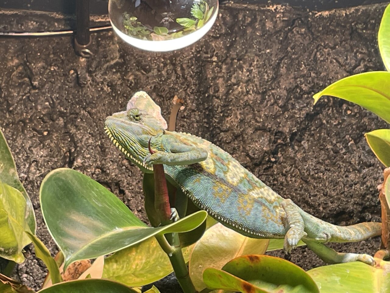 千歳水族館のカメレオン