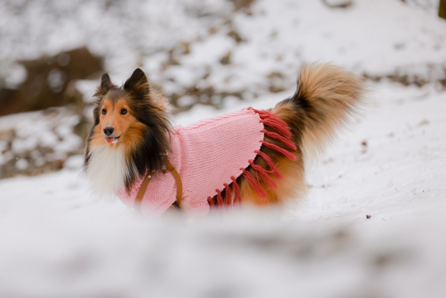 ドッグランで遊ぶ犬