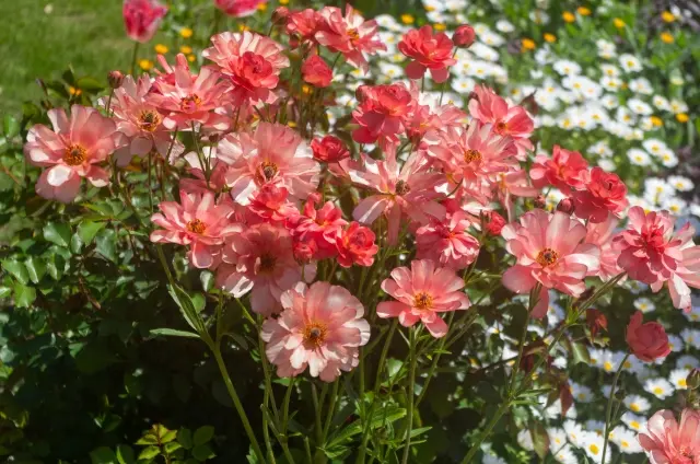 花