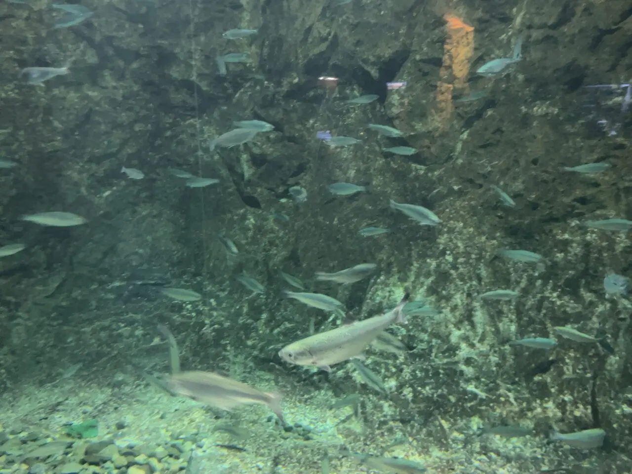 水族館の魚