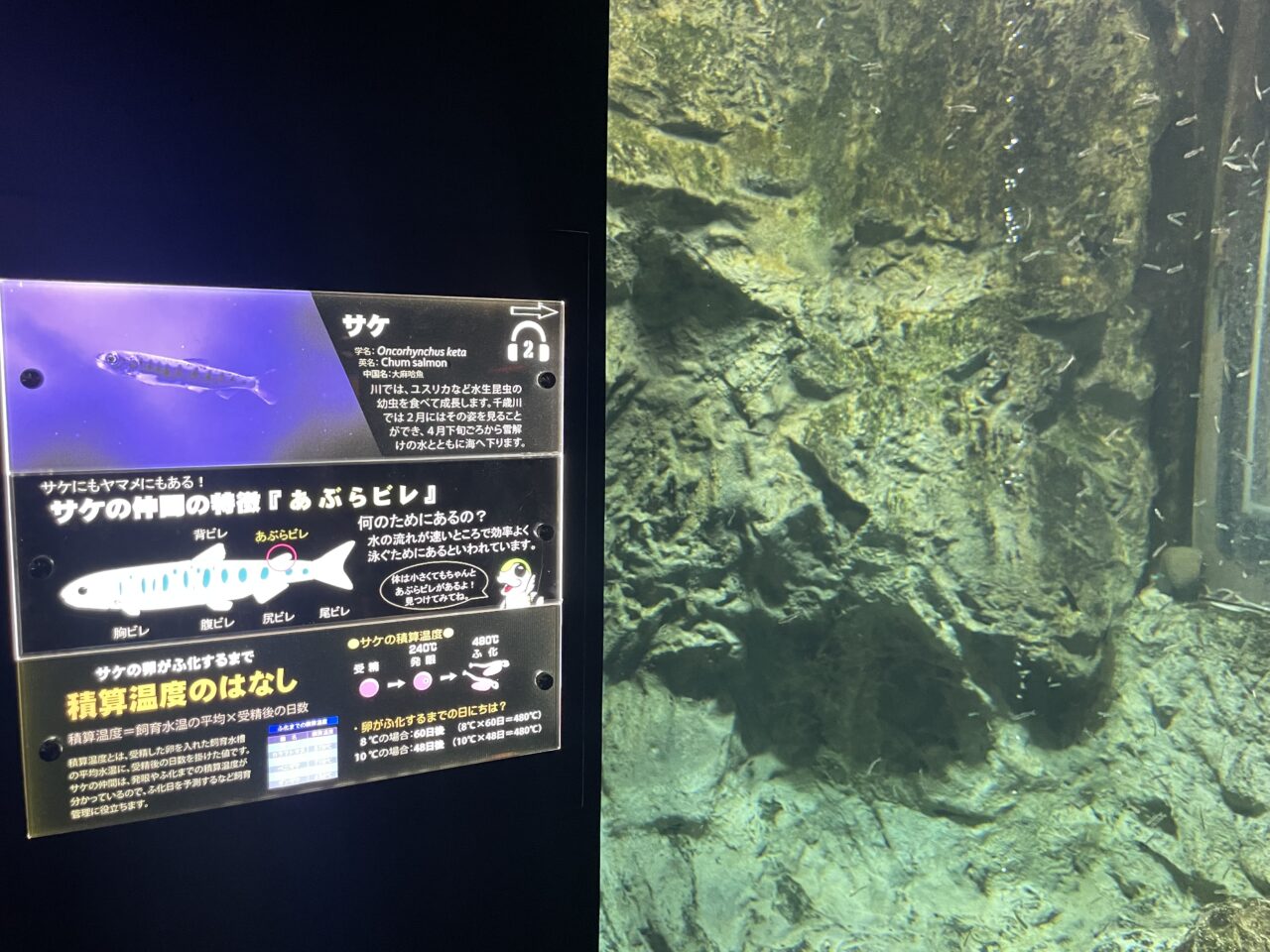 千歳水族館内
