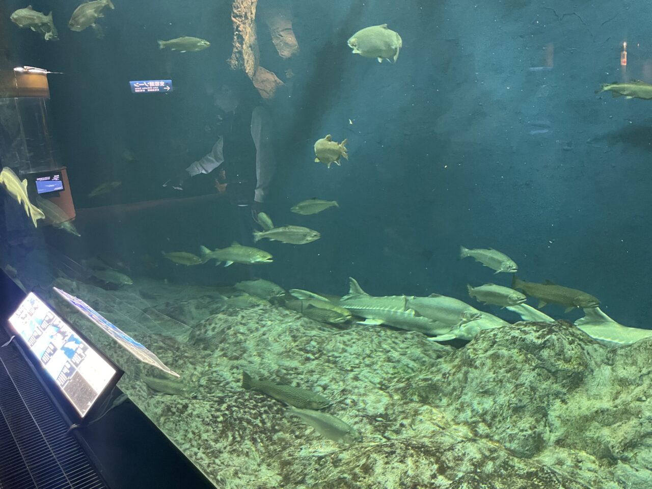 千歳水族館の様子