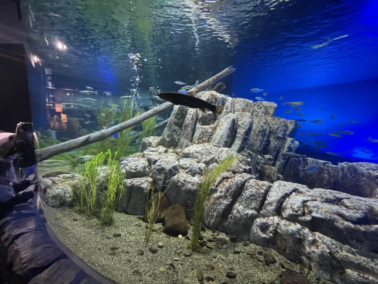 千歳水族館