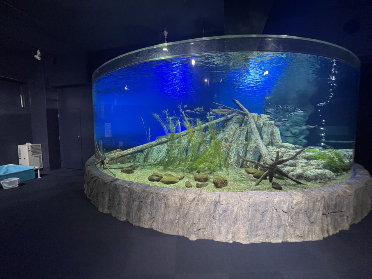 千歳水族館の展示