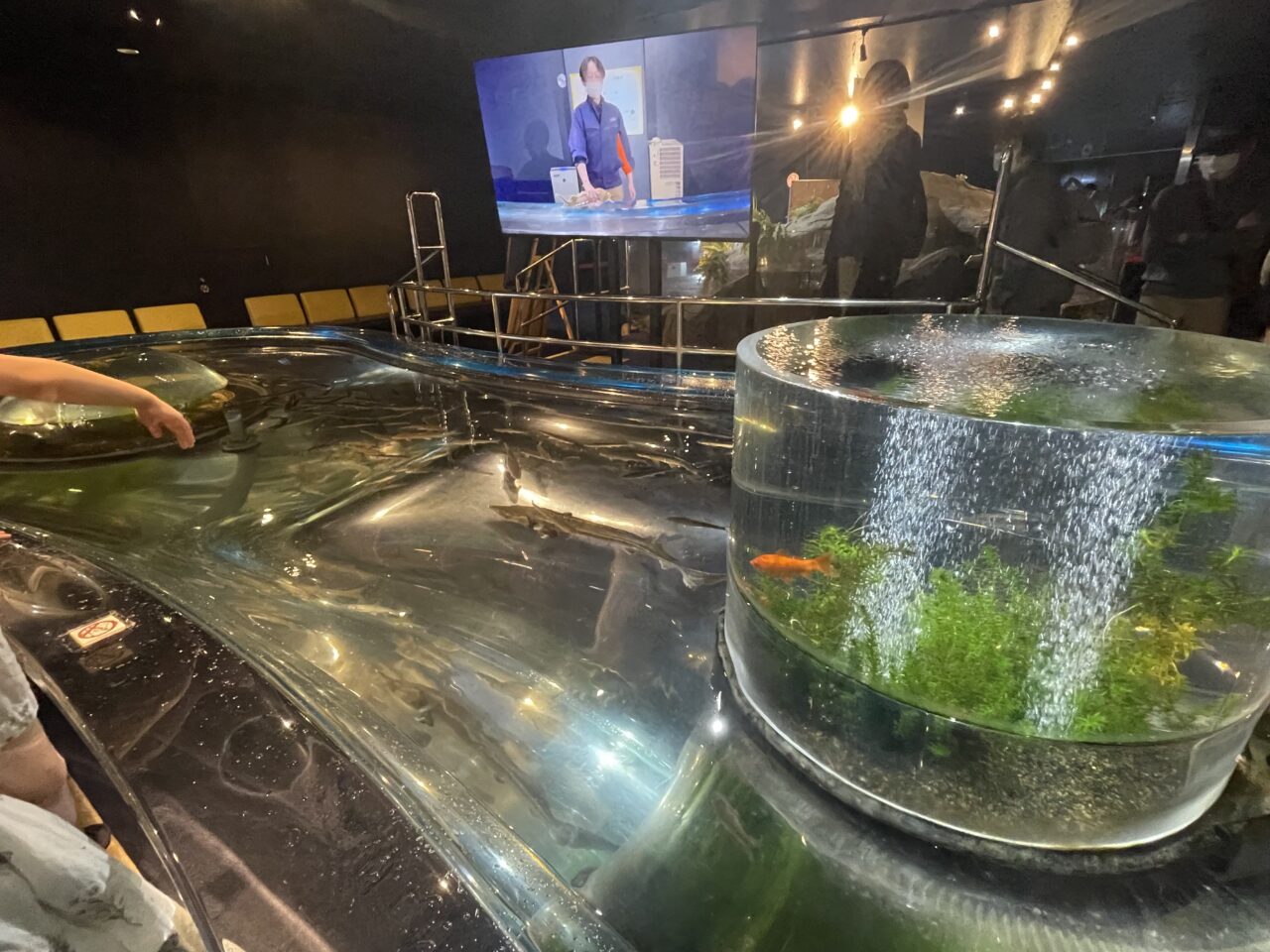 魚と触れ合えるコーナー