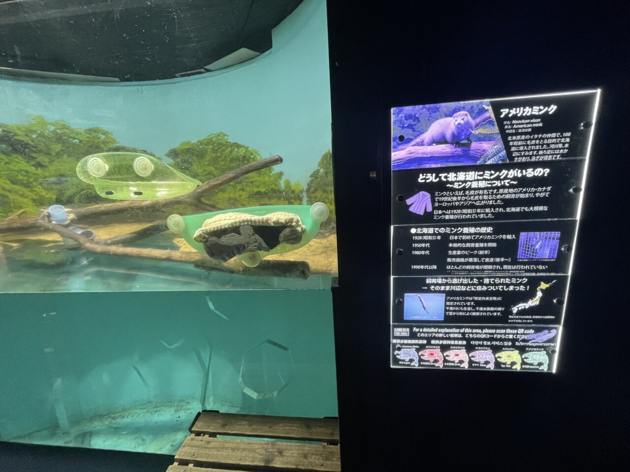 ミンクの展示