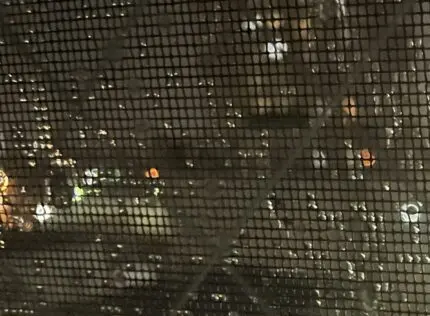 雨